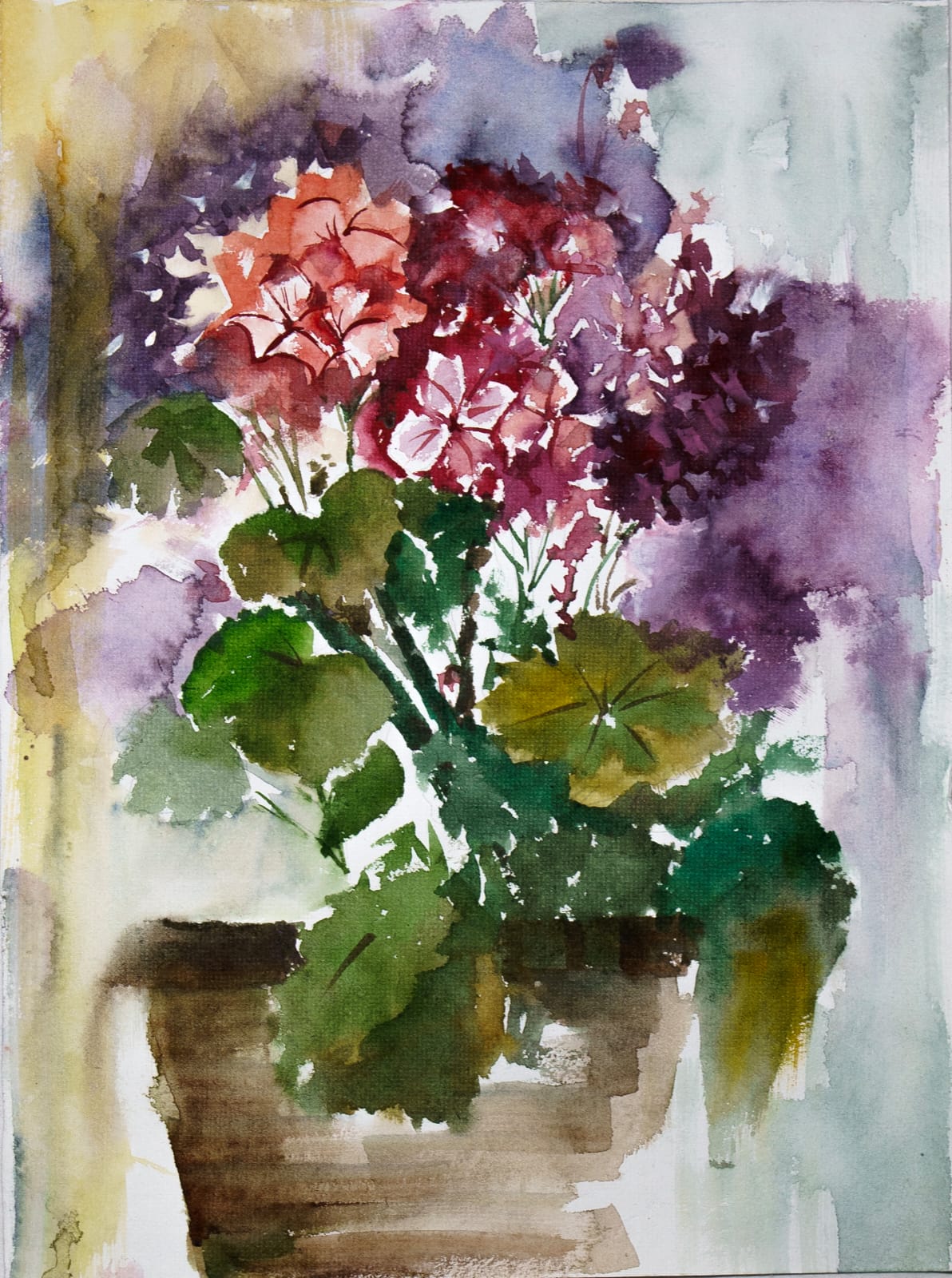 Geraniums